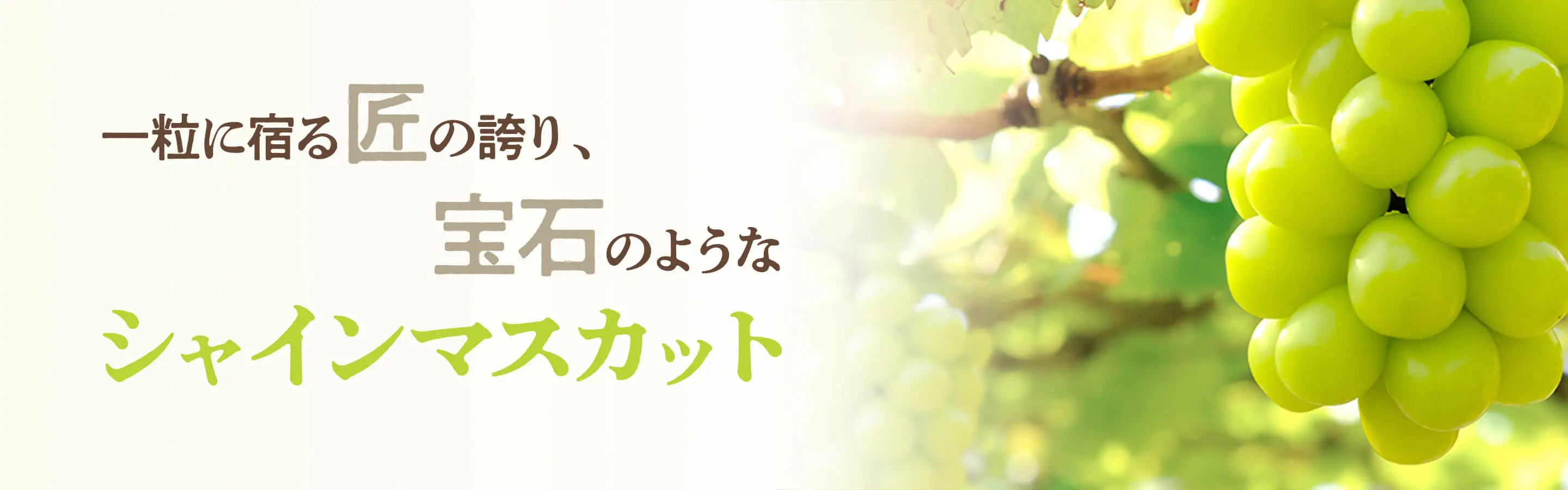 一粒に宿る匠の誇り、宝石のようなシャインマスカット