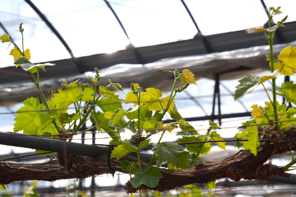 船穂ぶどう園 芽かき 202602